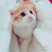 アオの画像