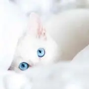 しおり