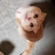 actの画像