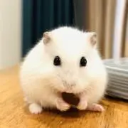 Ckw Takaの画像