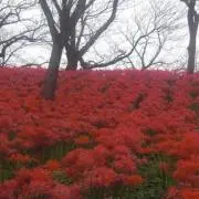しの画像