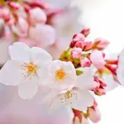 sakuraの画像