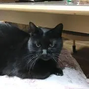 にゃんの画像