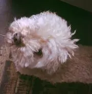 candy❤️の画像