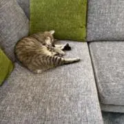 Momo＊＊＊の画像