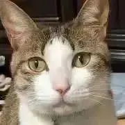 マイケルの画像