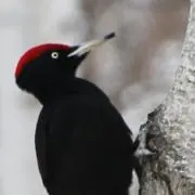庵さん