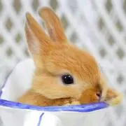 よしえ