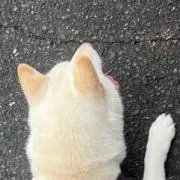 きおの画像