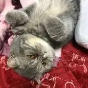 こはる