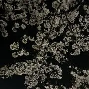 むーの画像