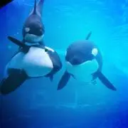 ORCAの画像