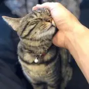 Aの画像