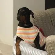 アナスイの画像