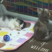 bbの画像