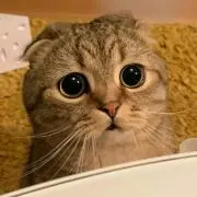 みけねこ