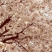 あおの画像