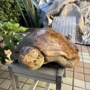 まの画像