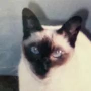 ディアスポラの画像