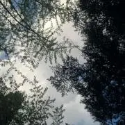 果氷の画像