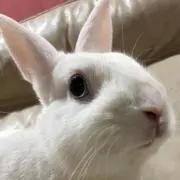 motiの画像