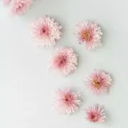はなはなの画像