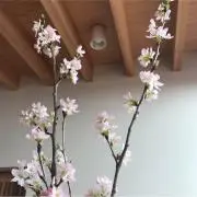 a-tinaの画像