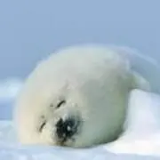 いそ