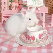 うさぎさんの画像