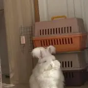 rurの画像