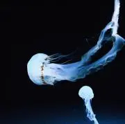 asa.の画像