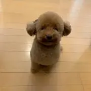 こっつぁん!!の画像