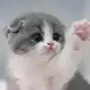 ぴの画像