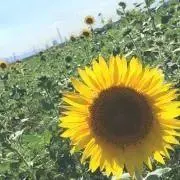 ひまわり