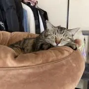 Rieの画像