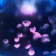 ちっちごう