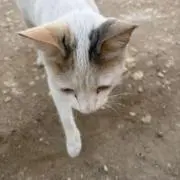 にゃすもの画像