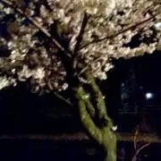 manmaの画像
