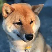 チャラ