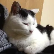 あきの画像