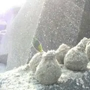 まゆこさあん