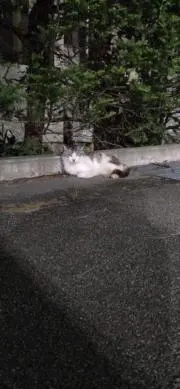 saltの画像