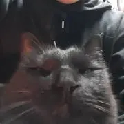 CATTAPI