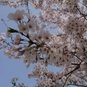 ぷよままの画像