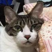 Aliceの画像