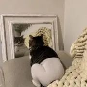 nの画像