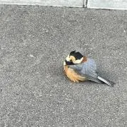 まるこの画像