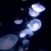 にこの画像