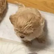 ねこ