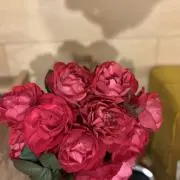 トゥッティーの画像